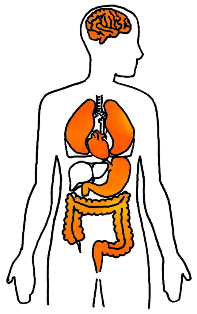 Black line drawing of a person with the brain, lungs, heart, stomach and digestive system colored in orange to highlight areas of stress.