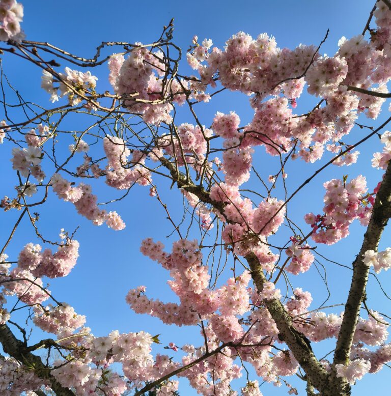 Pink blossoms with blue sky
