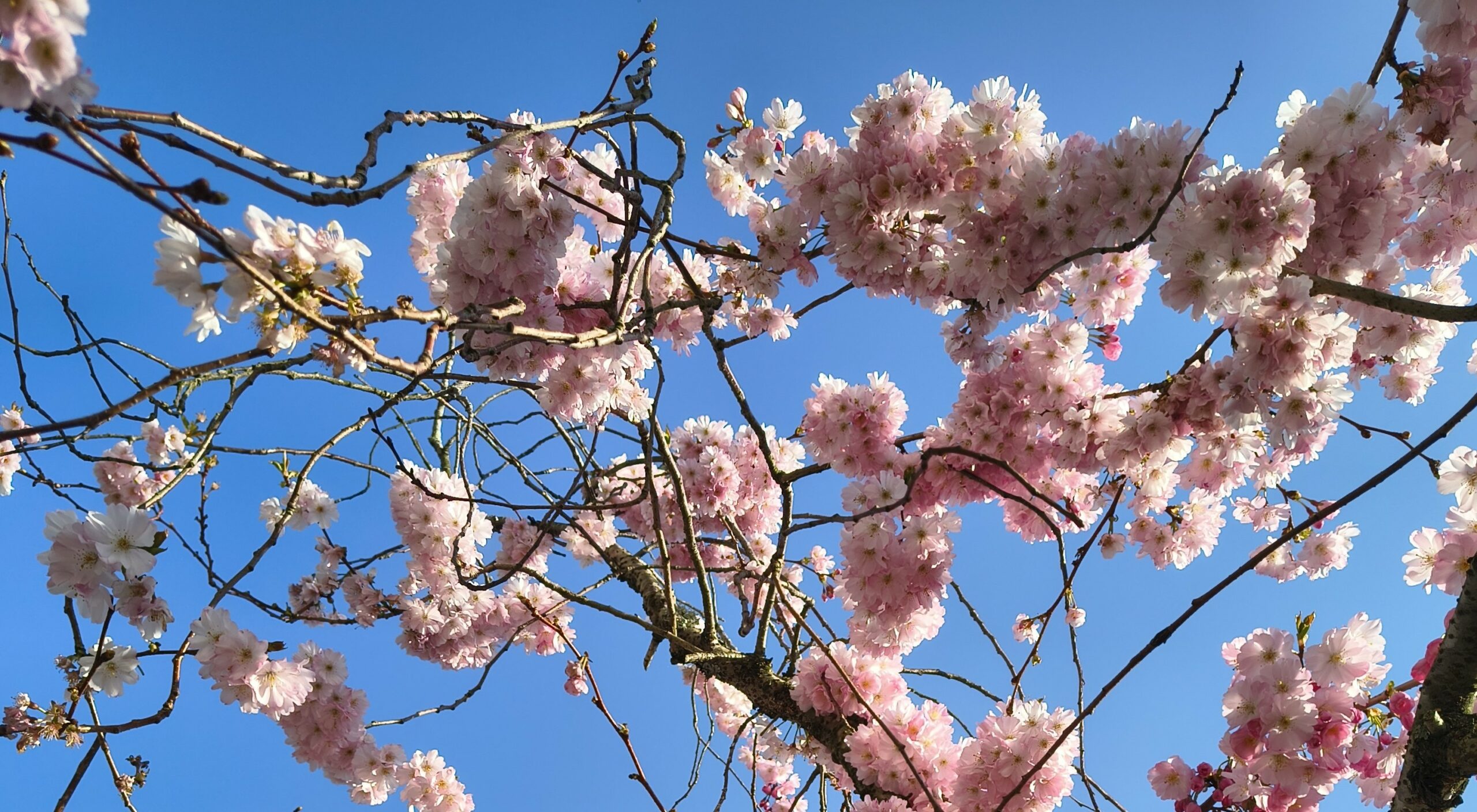 Pink blossoms with blue sky