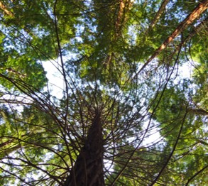 photo of tree tops as seen from the ground, looking up to the sky